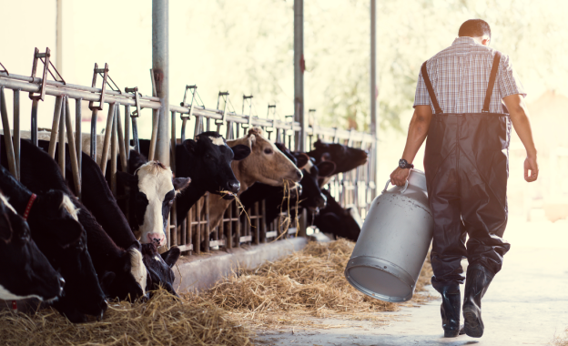 Farmer carrying milk churn in front of feeding cows.